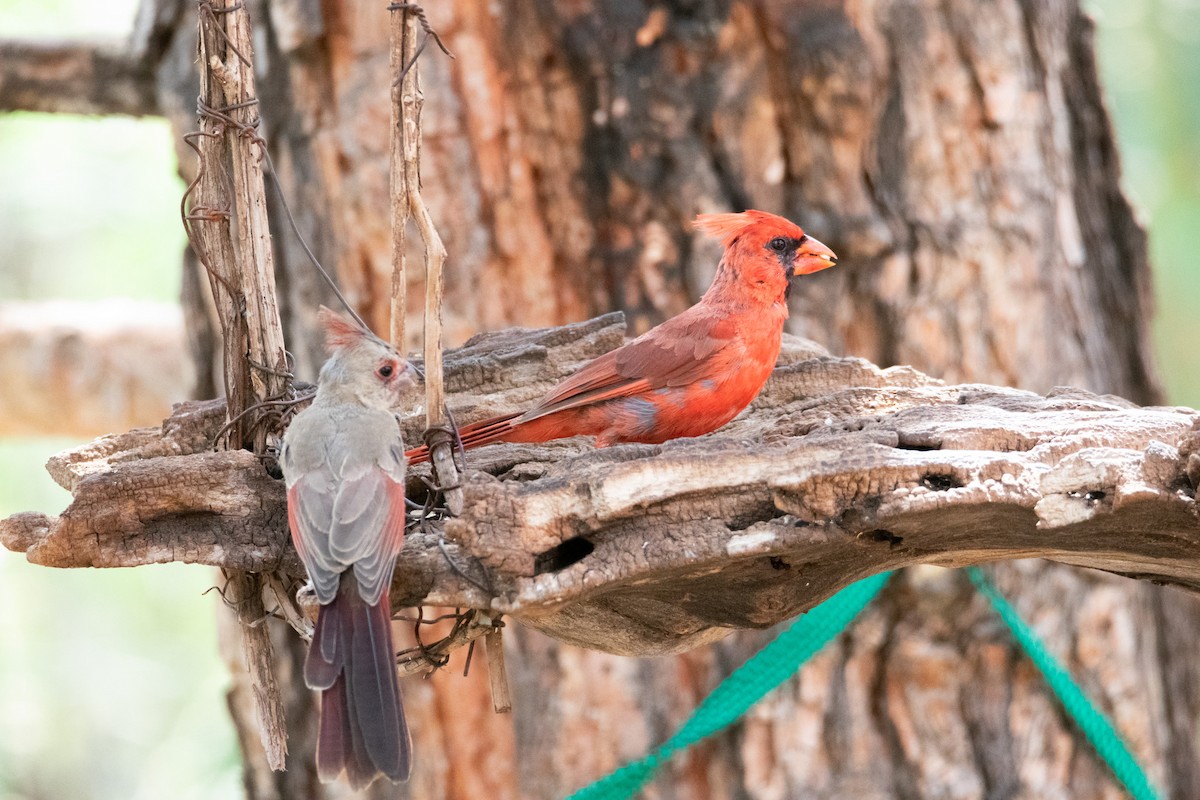 Northern Cardinal - ML623734777