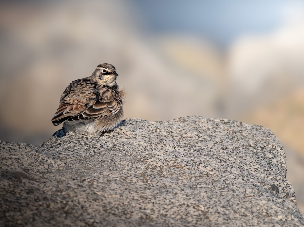Horned Lark - ML623734803