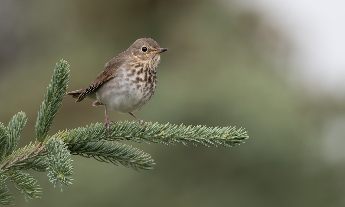 Swainson's Thrush - Zak Pohlen