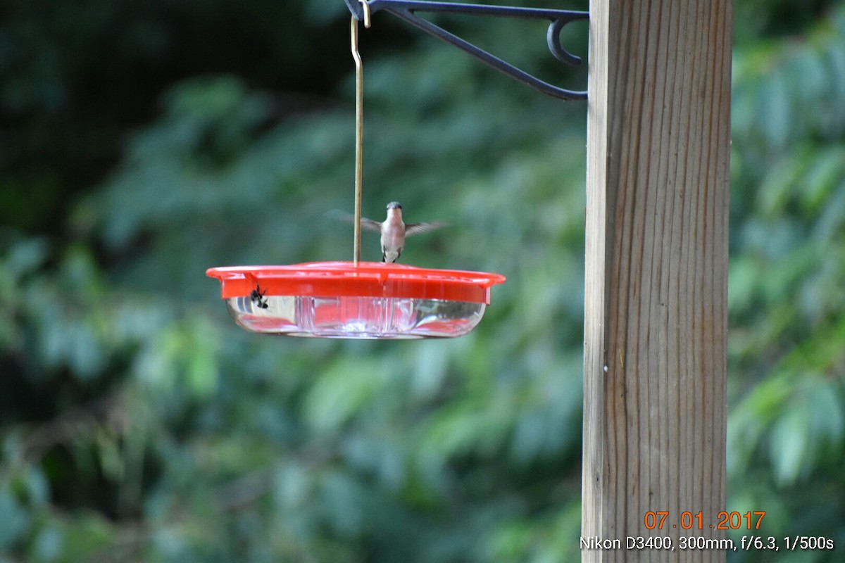 Ruby-throated Hummingbird - ML62373481