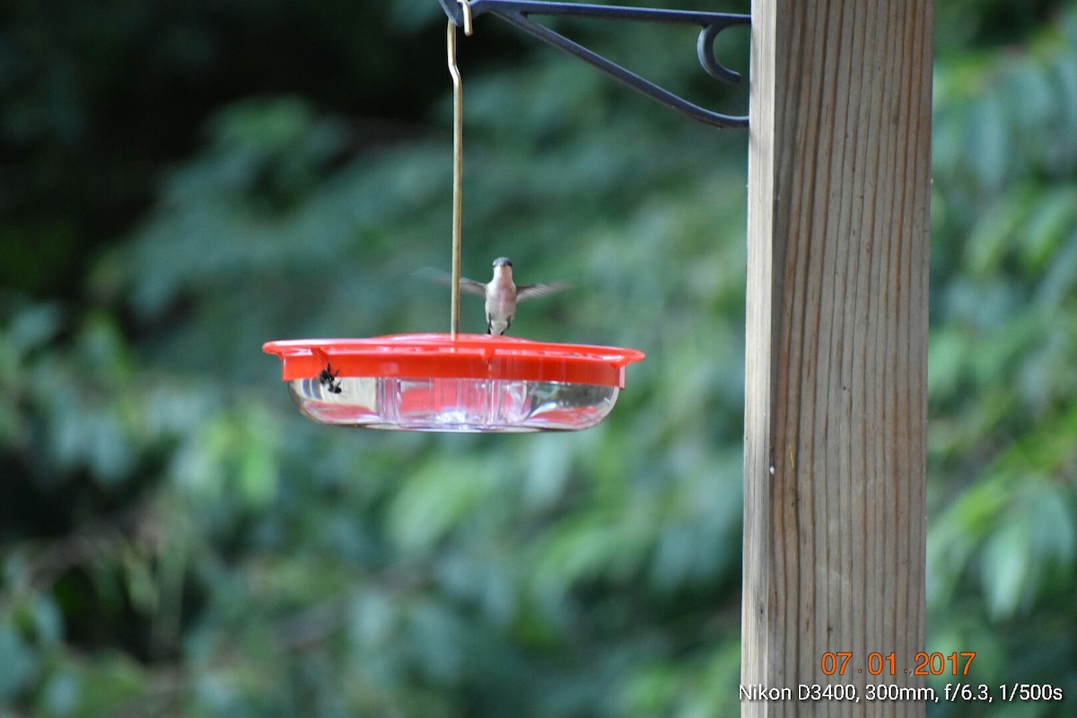 Colibri à gorge rubis - ML62373481