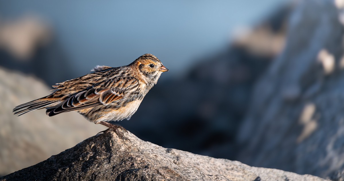 Lapland Longspur - ML623734813
