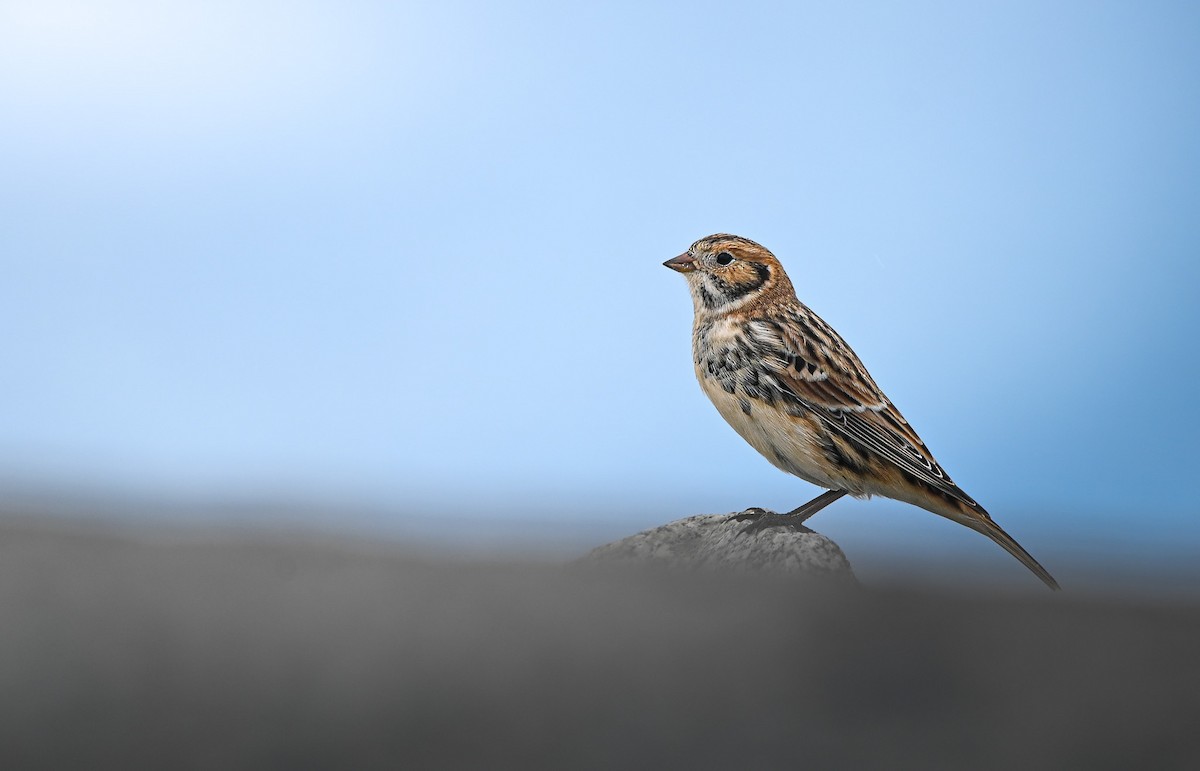 Lapland Longspur - ML623734814