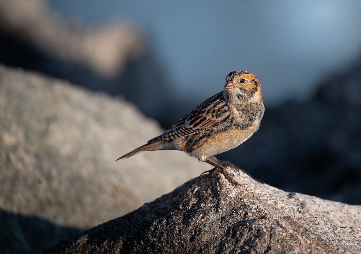 Lapland Longspur - ML623734815
