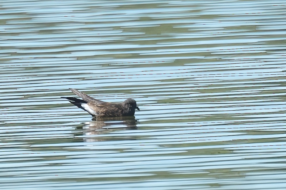 Wedge-rumped Storm-Petrel - ML623734819