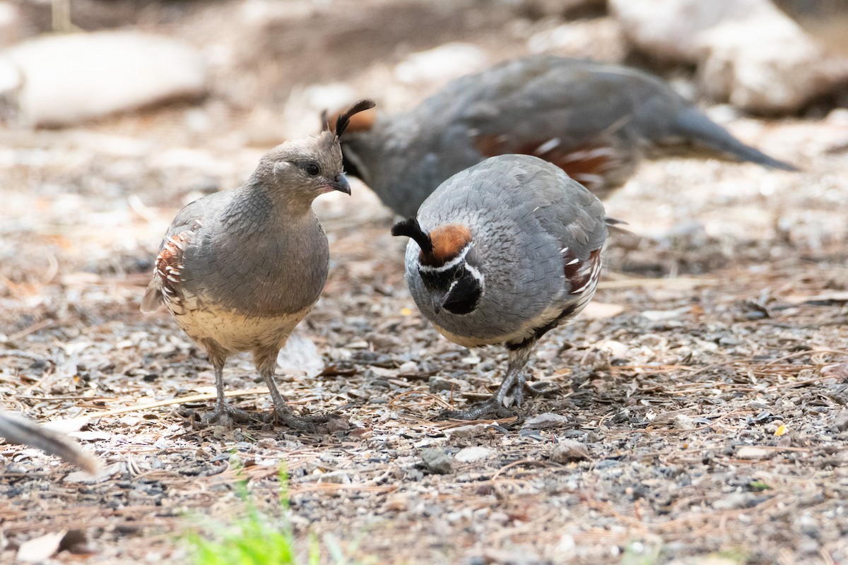 Gambel's Quail - ML623734831