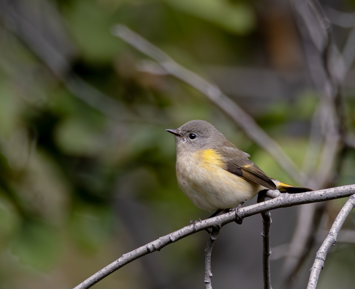 American Redstart - ML623734834