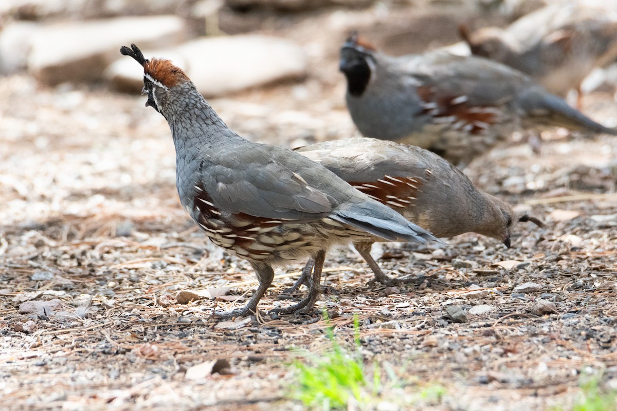 Gambel's Quail - ML623734866