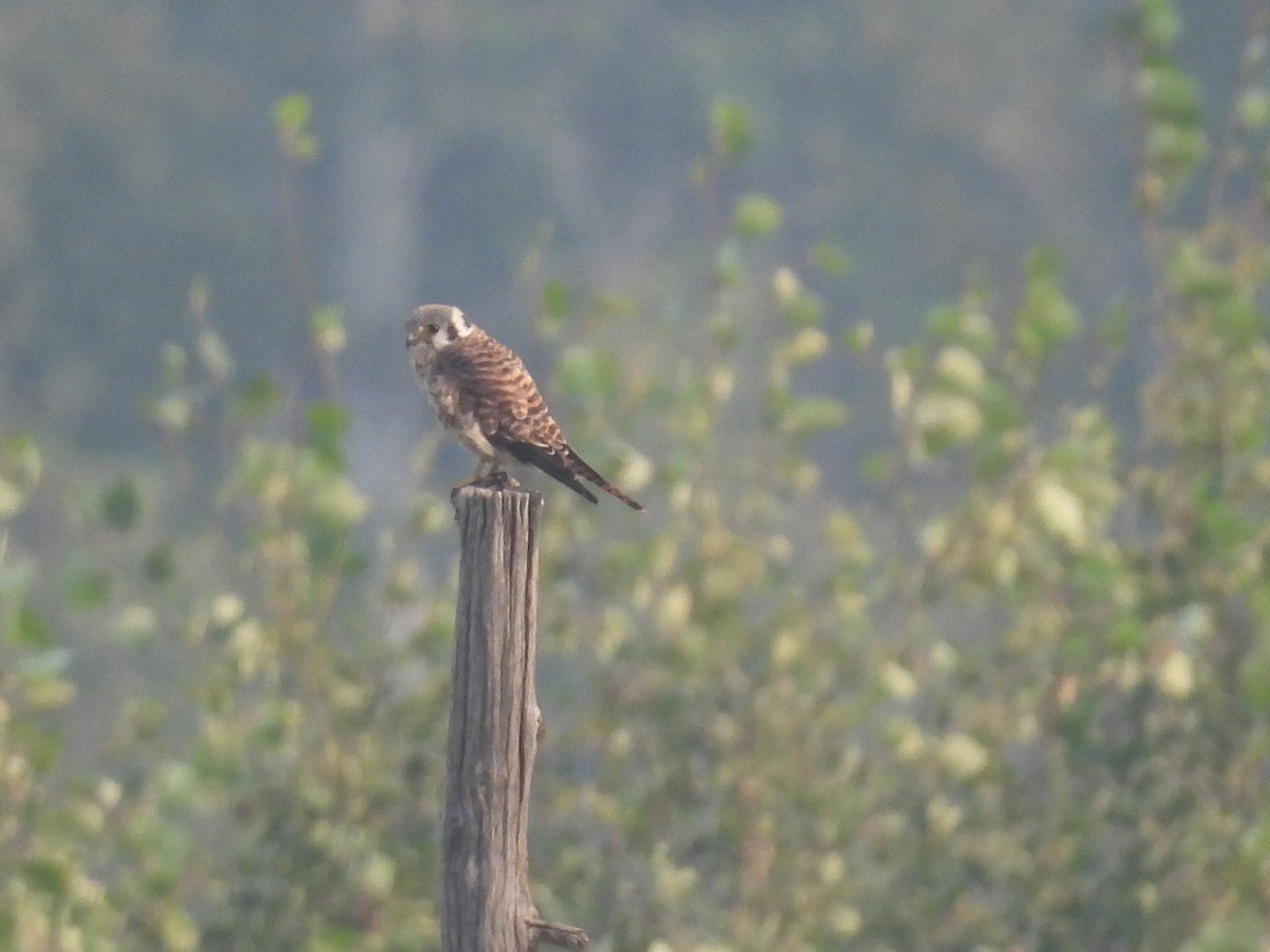 American Kestrel - ML623734870