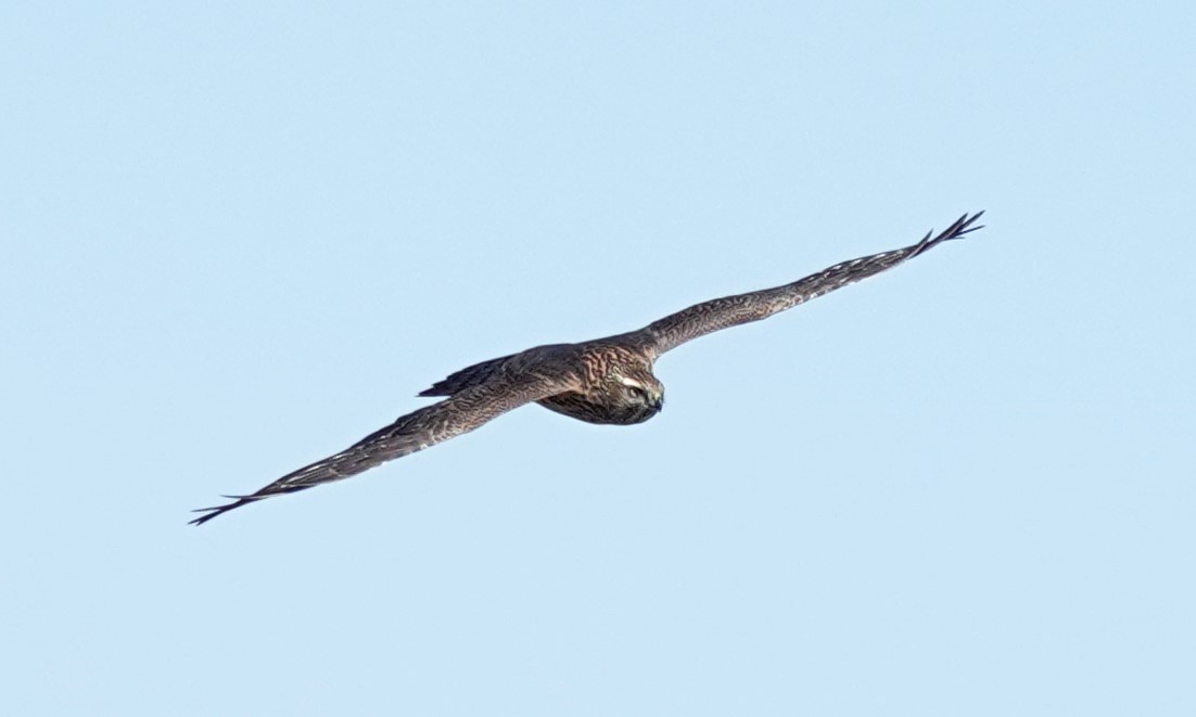 American Goshawk - ML623734974