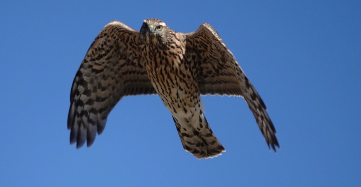 American Goshawk - ML623734975