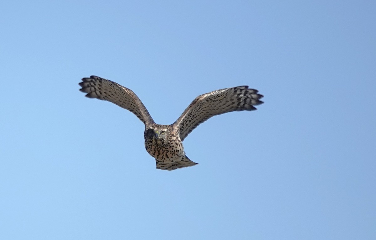 American Goshawk - ML623734976