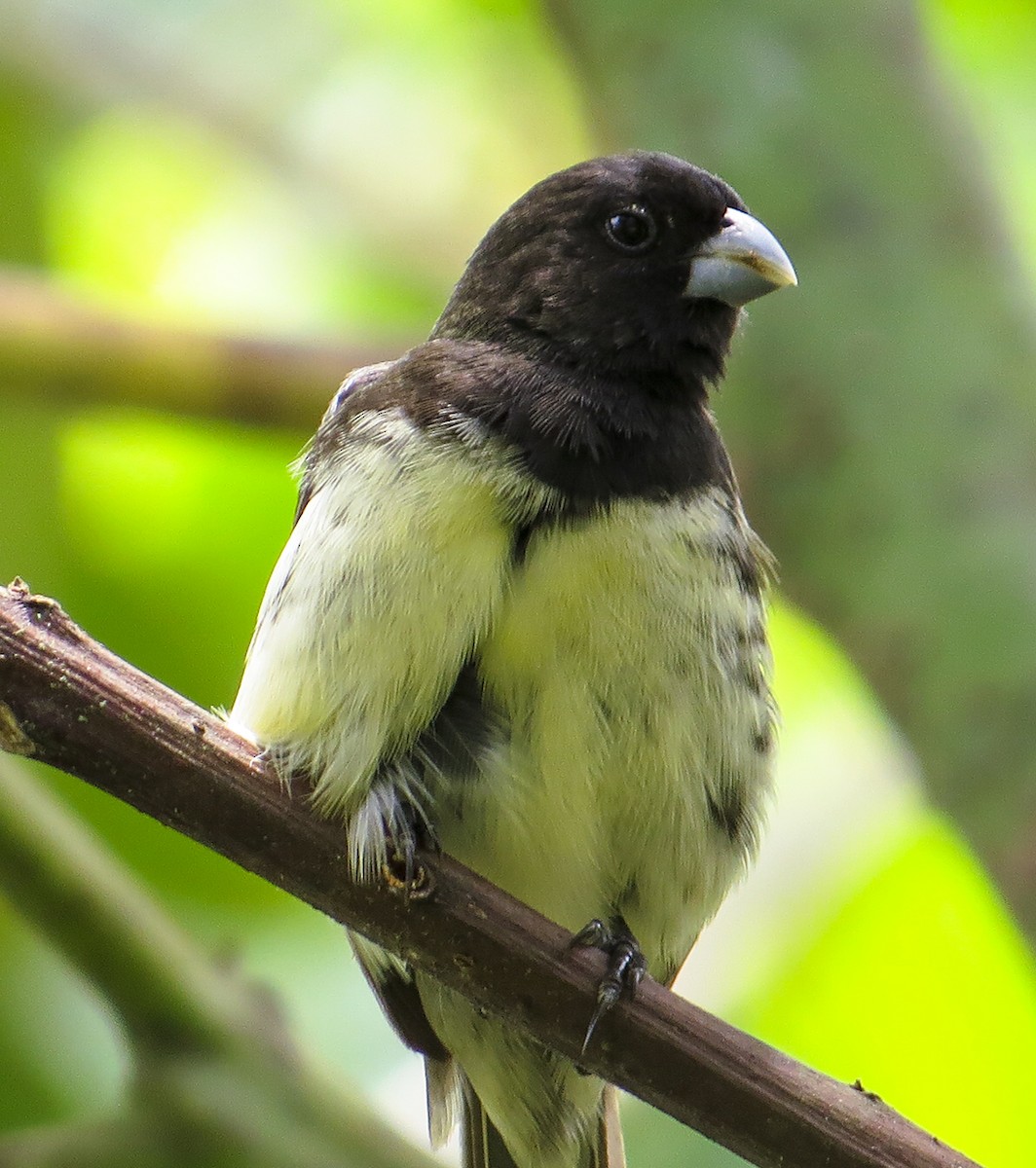 Yellow-bellied Seedeater - Robin Quiroz