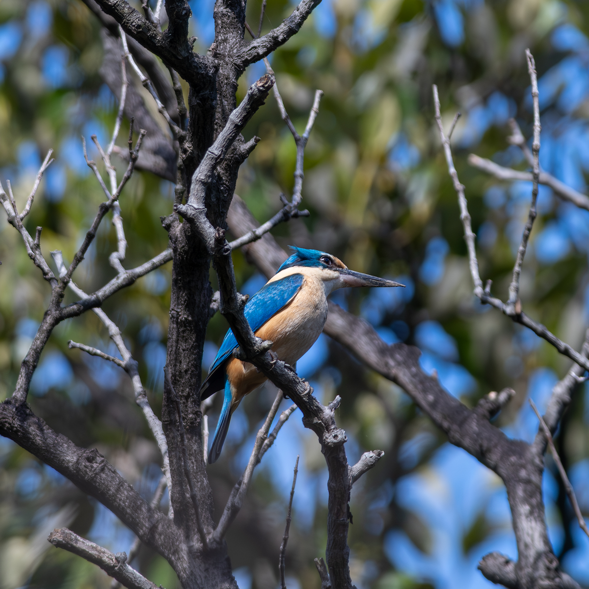 ledňáček posvátný - ML623735055