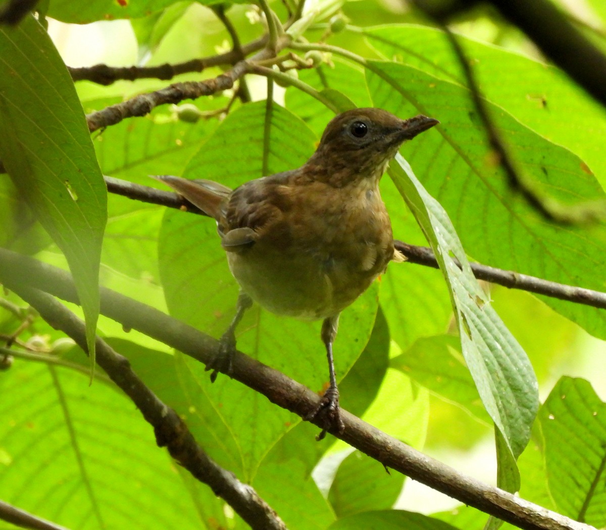 Pale-vented Thrush - Dallas Levey