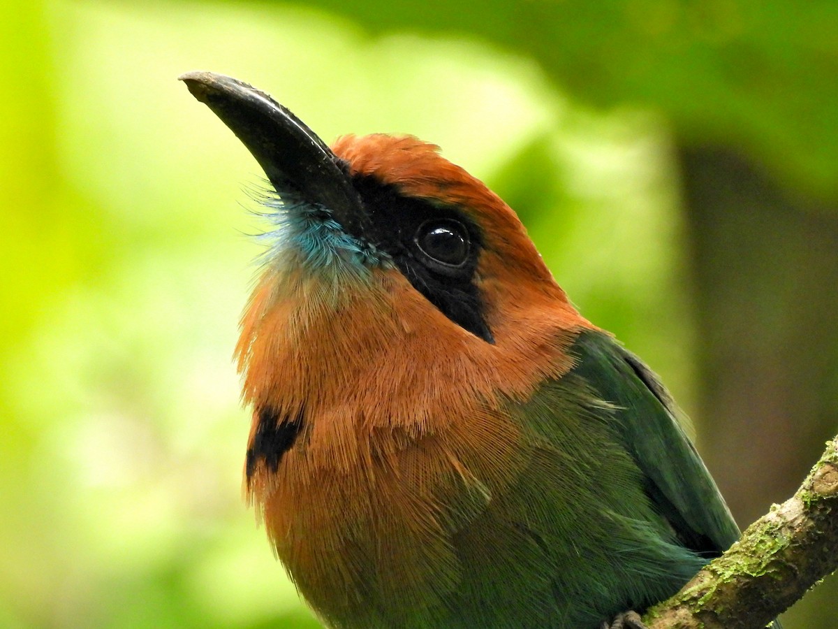 Broad-billed Motmot - ML623735106