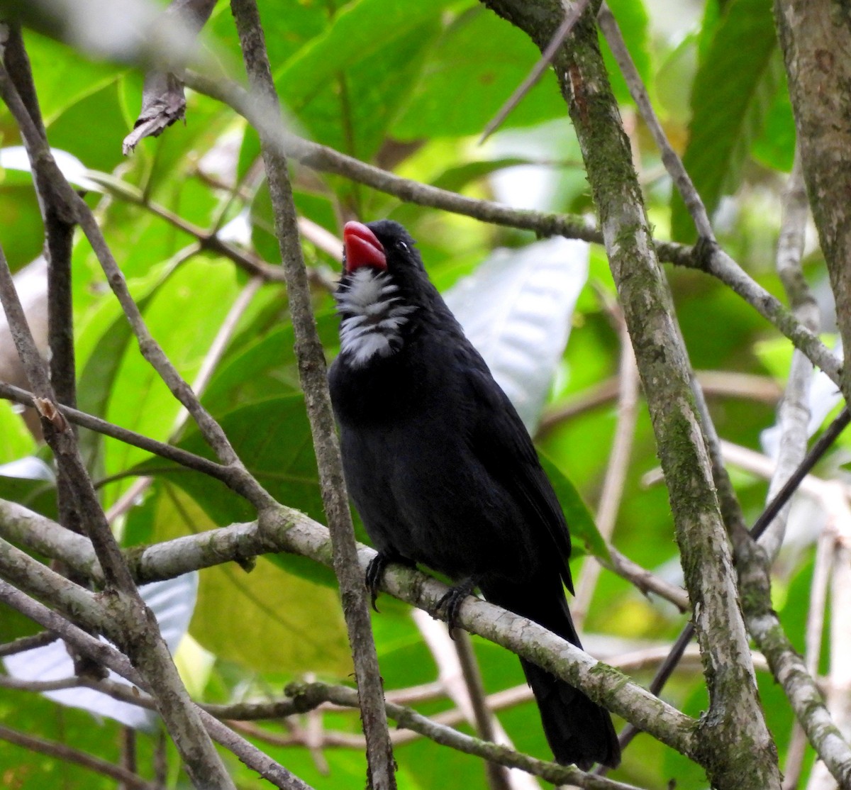 Slate-colored Grosbeak - ML623735125