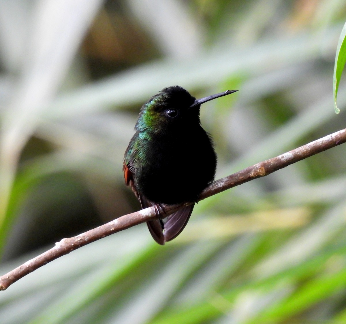 Black-bellied Hummingbird - ML623735133