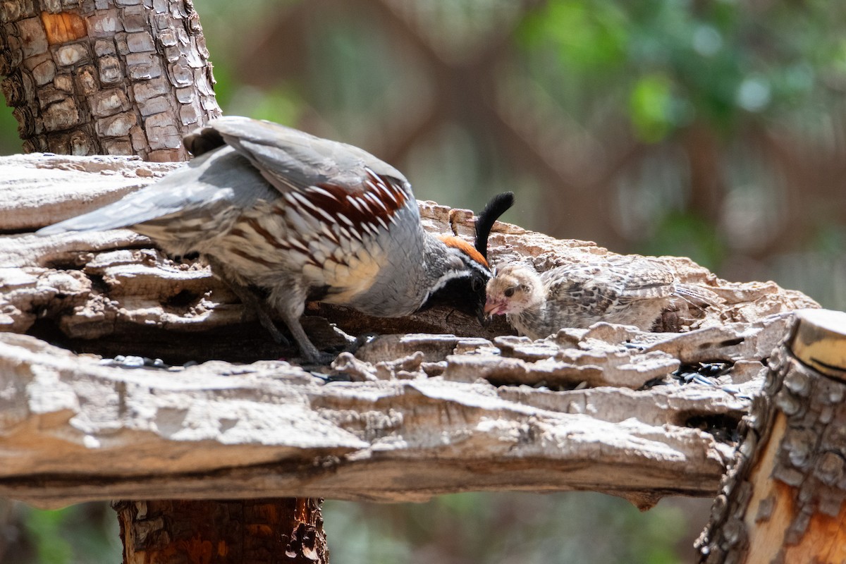 Gambel's Quail - ML623735160