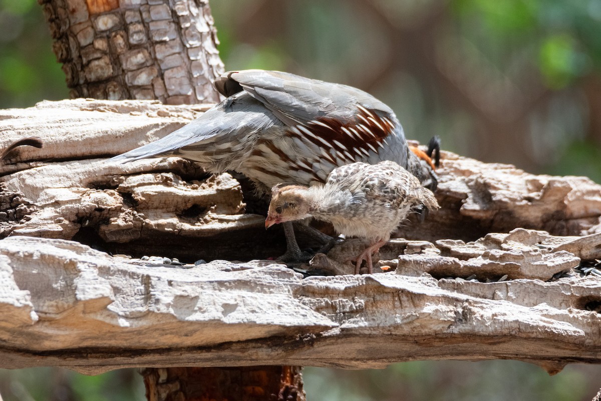 Gambel's Quail - ML623735200