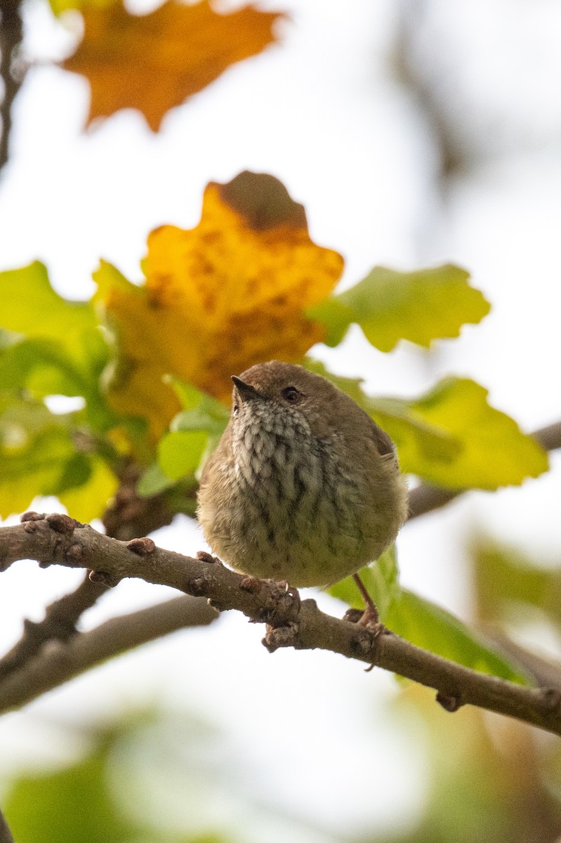 Brown Thornbill - ML623735219