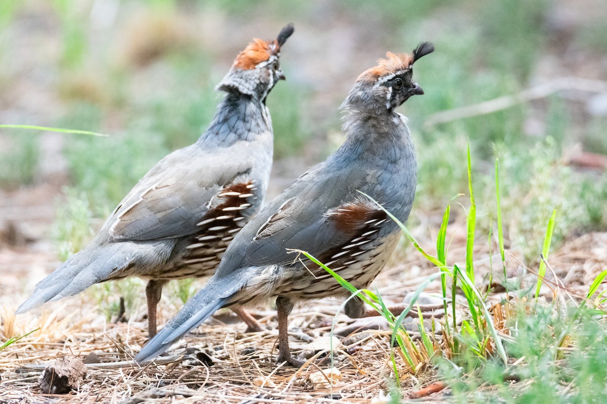 Gambel's Quail - ML623735235