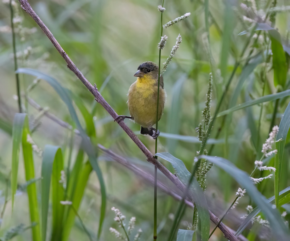 Lesser Goldfinch - ML623735239