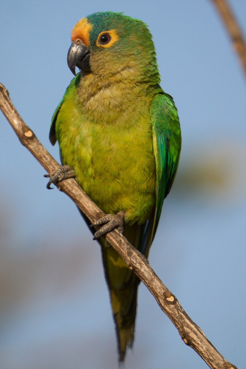 Peach-fronted Parakeet - ML623735302