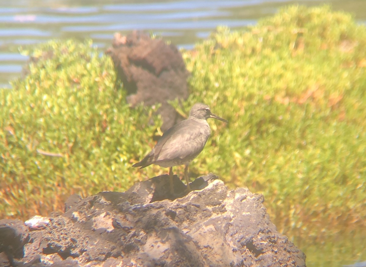 Wandering Tattler - ML623735366