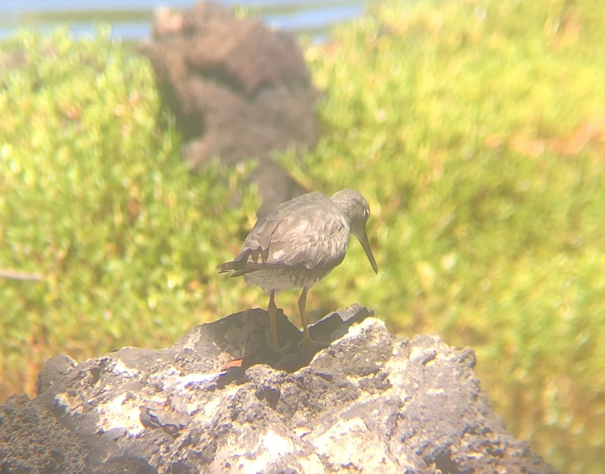 Wandering Tattler - ML623735367