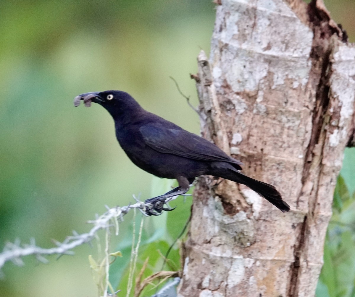 Carib Grackle - ML623735404