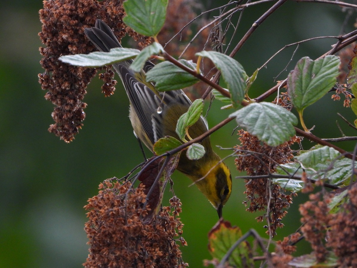 Townsend's Warbler - ML623735411