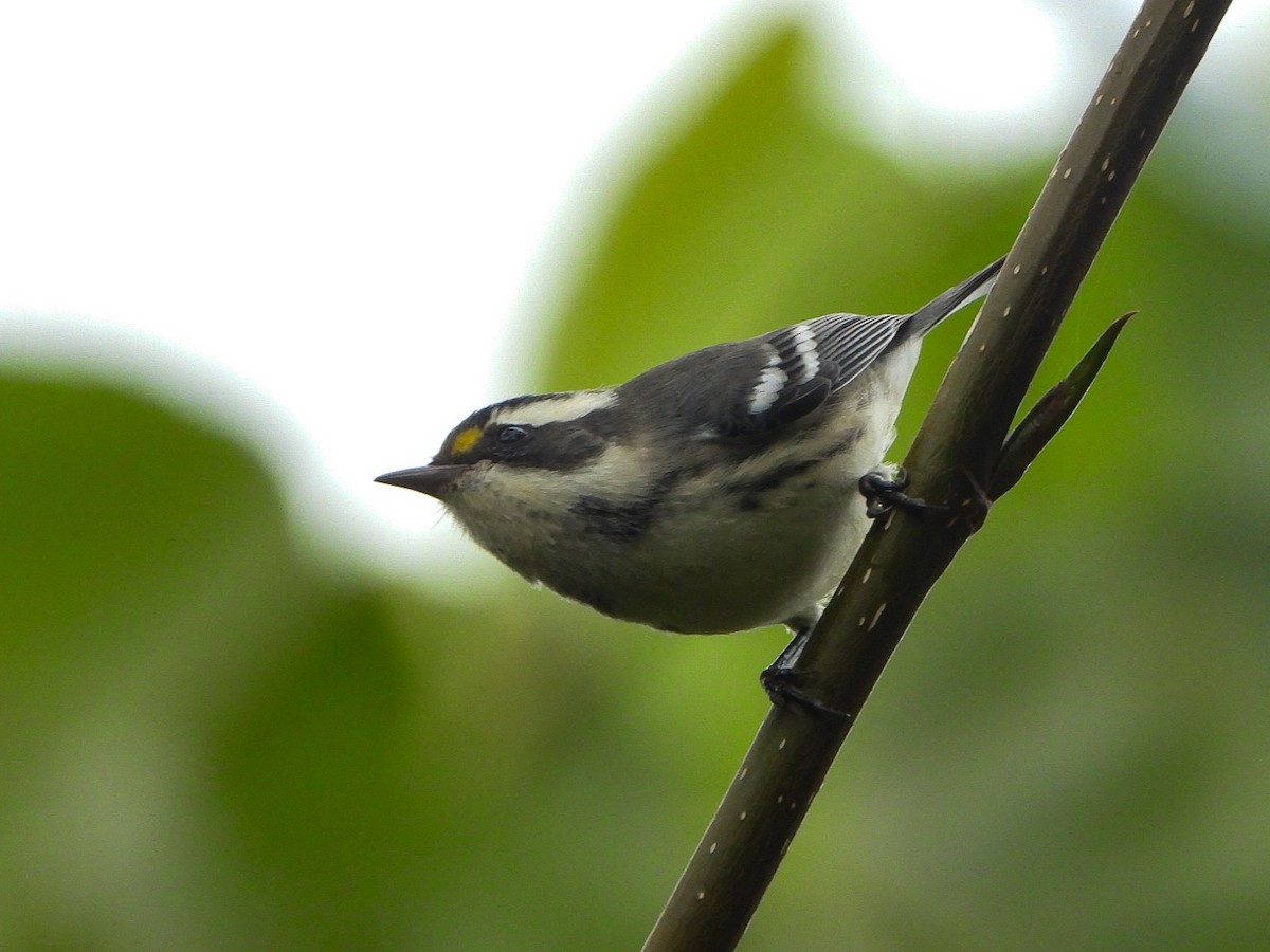 Black-throated Gray Warbler - ML623735422