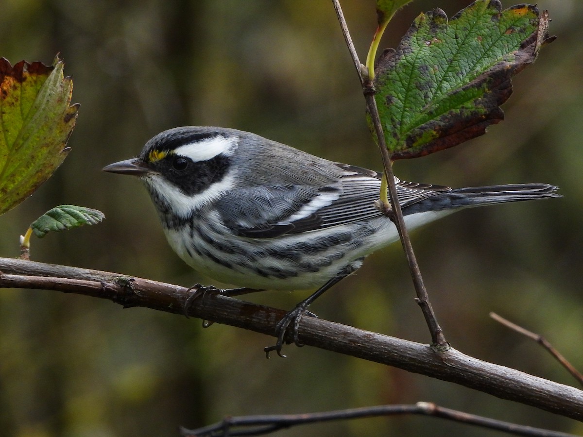 Black-throated Gray Warbler - ML623735423