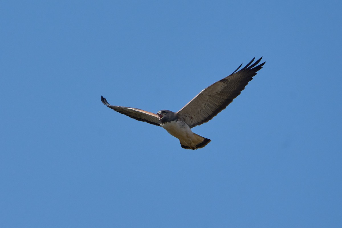 White-tailed Hawk - ML623735425