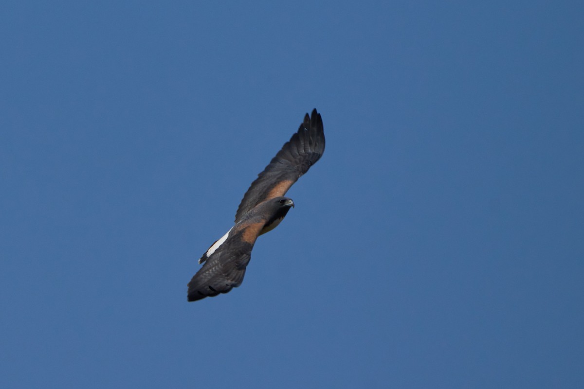 White-tailed Hawk - ML623735426