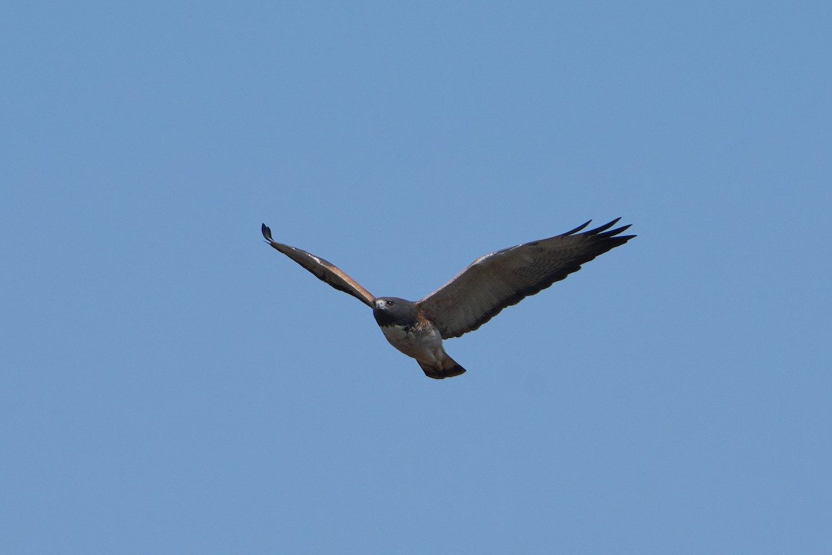 White-tailed Hawk - ML623735427