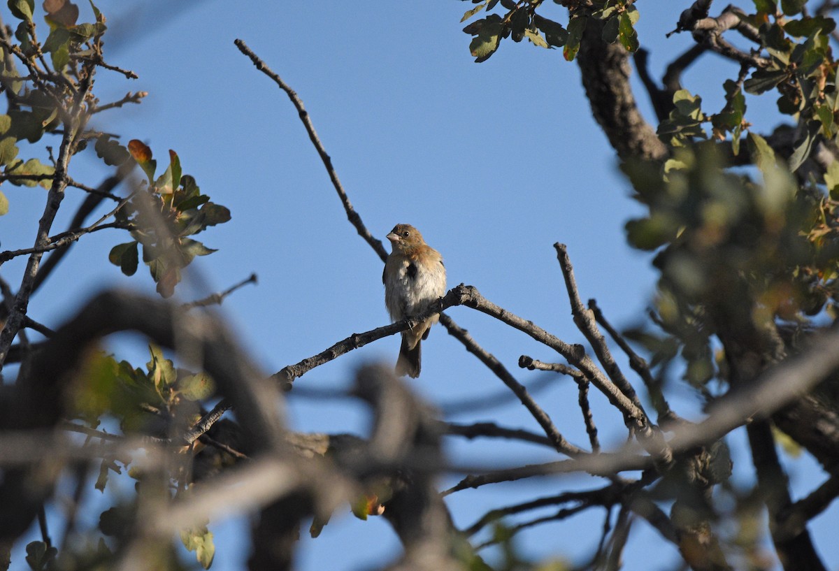 House Finch - ML623735441