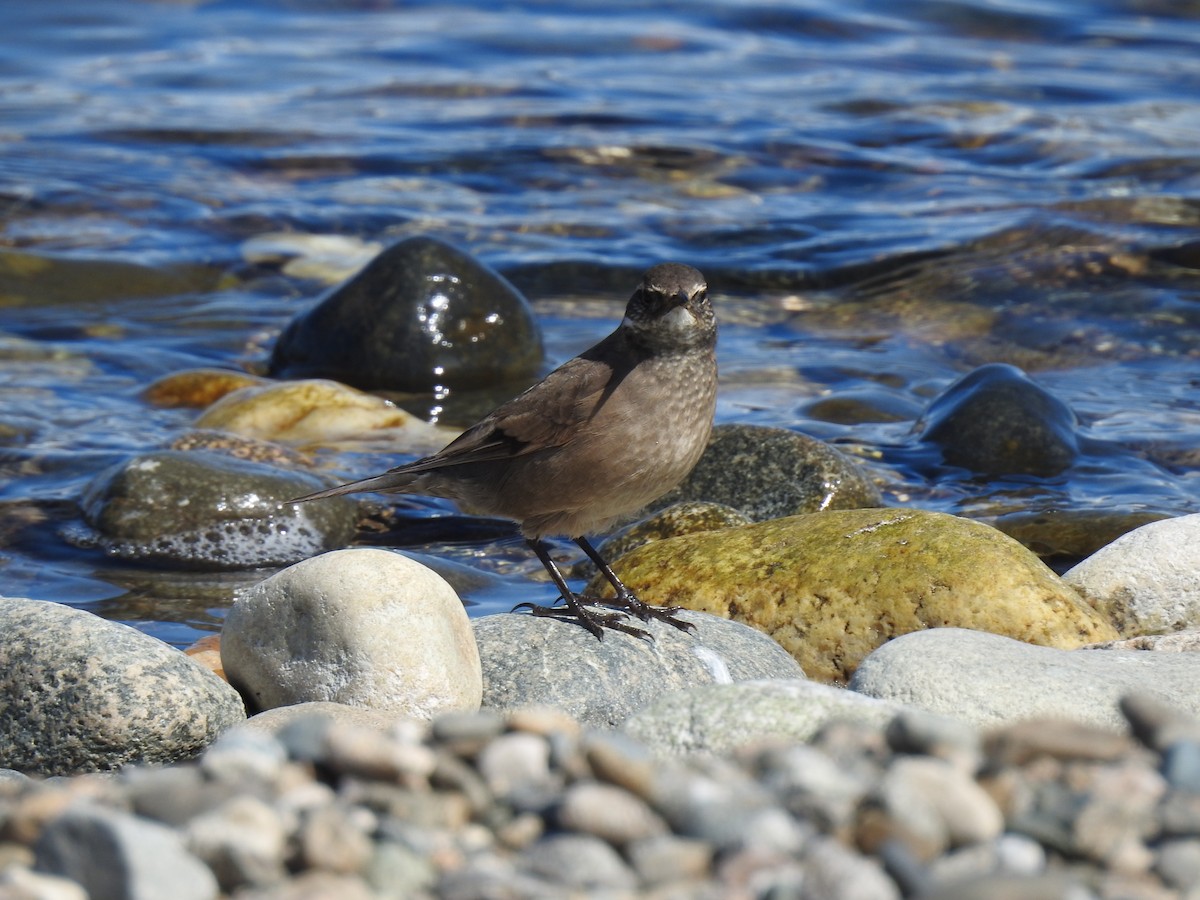 Buff-winged Cinclodes - ML623735456