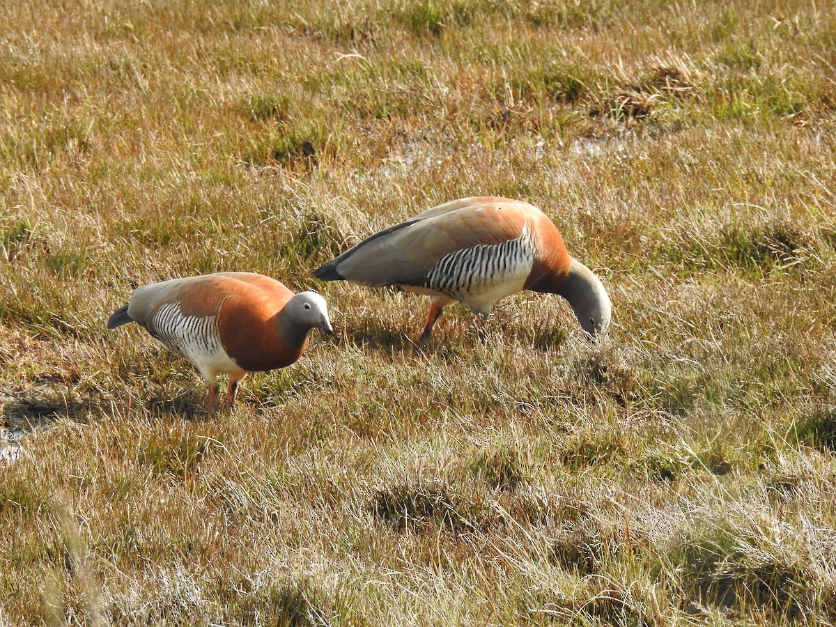 Ashy-headed Goose - ML623735565