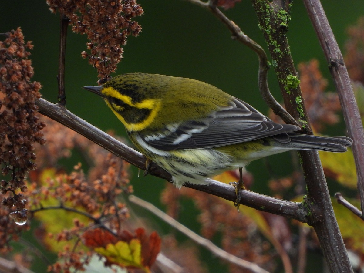 Townsend's Warbler - ML623735579