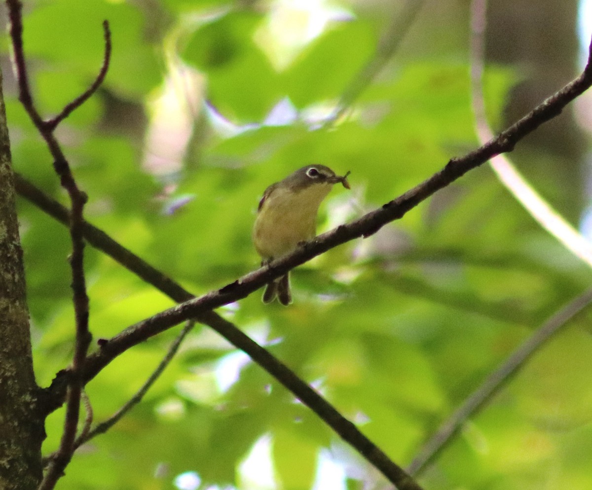 Blue-headed Vireo - ML623735588