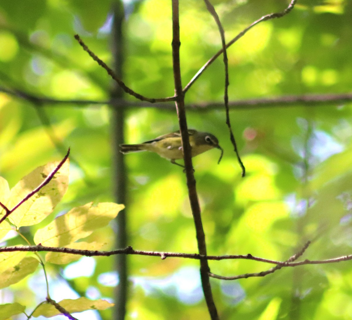 Blue-headed Vireo - ML623735589