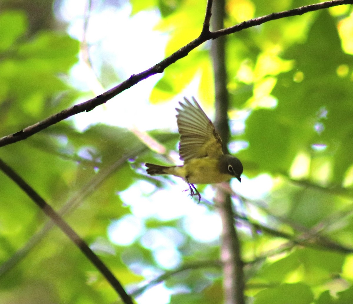 Blue-headed Vireo - ML623735590