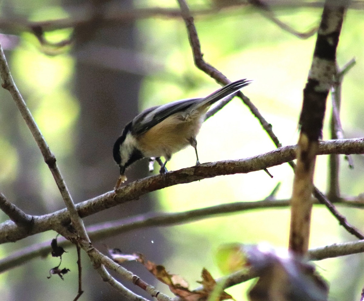 Black-capped Chickadee - ML623735598