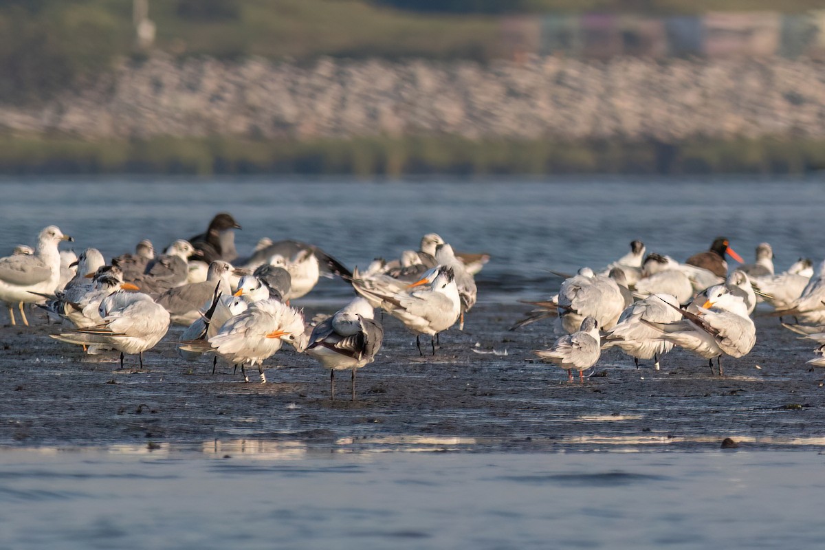 Royal Tern - ML623735601