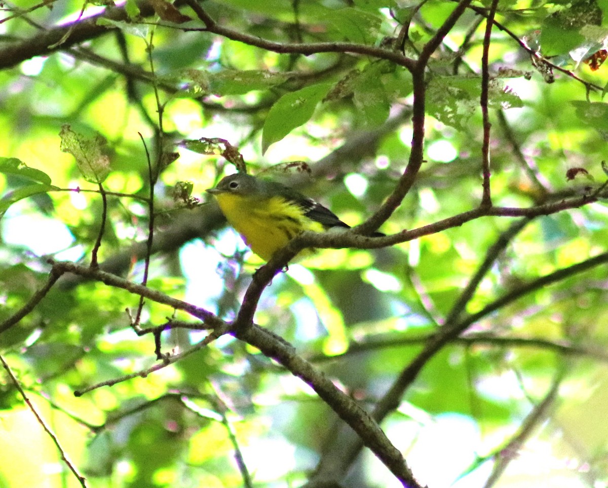 Magnolia Warbler - ML623735609