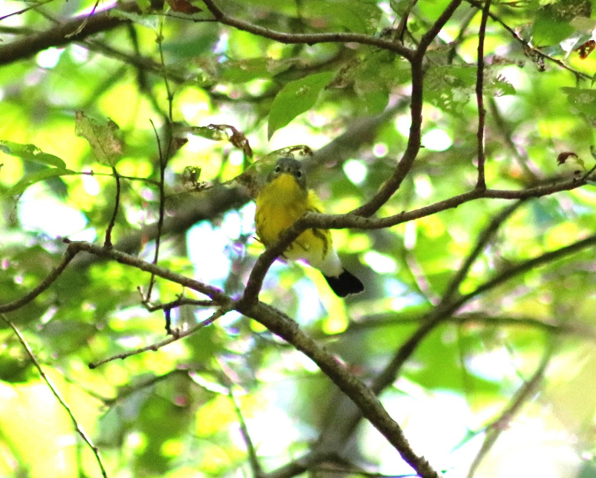 Magnolia Warbler - ML623735610