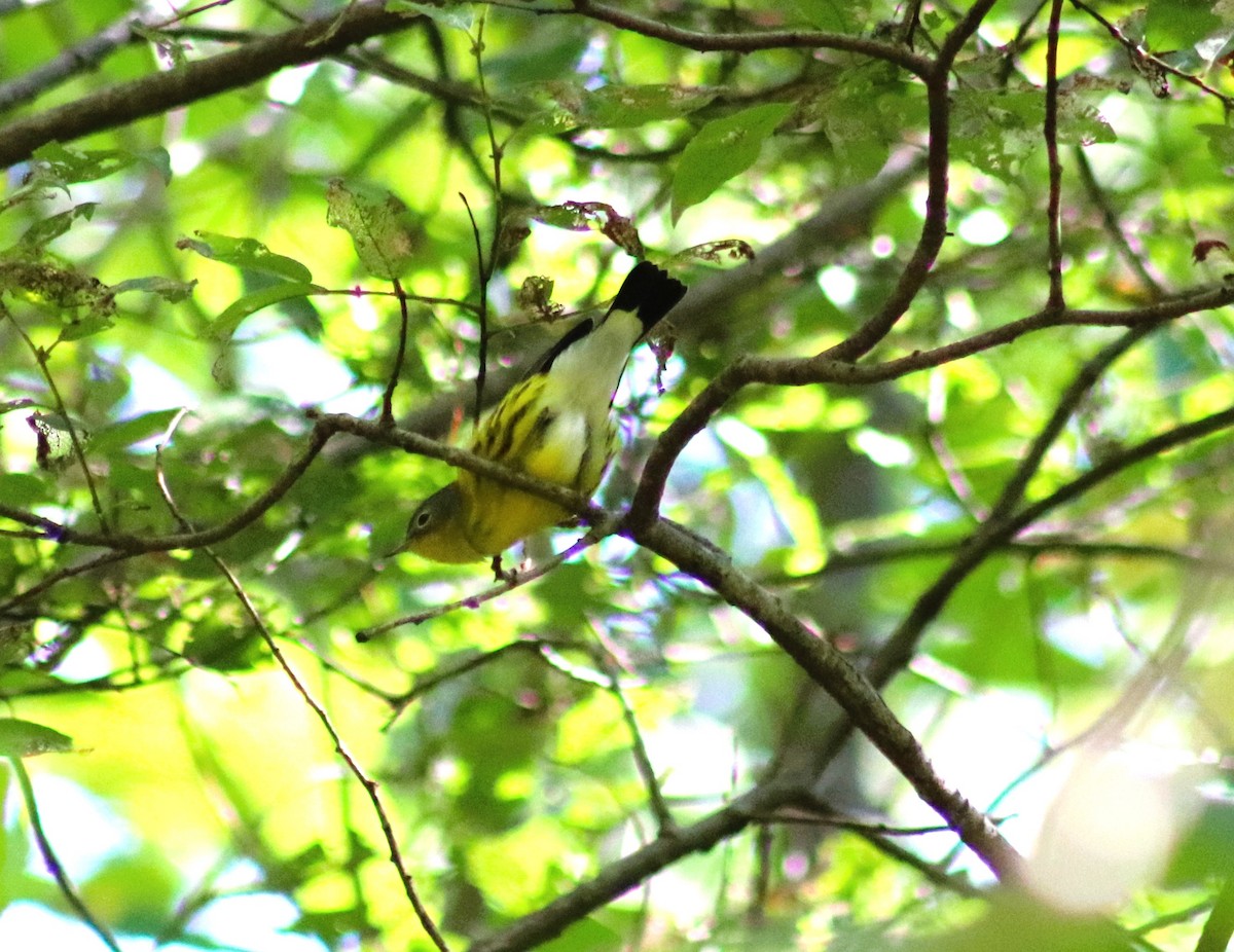 Magnolia Warbler - ML623735611