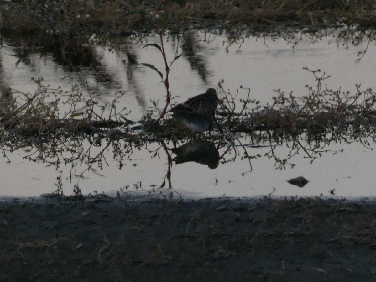 Wilson's Snipe - ML623735652